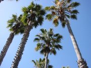 Palm trees along the cliff